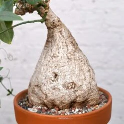 Adenia Viridiflora 13 Adenia Viridiflora -Cloud-Hidden Plants s753278155256112669 p1285 i9 w3995