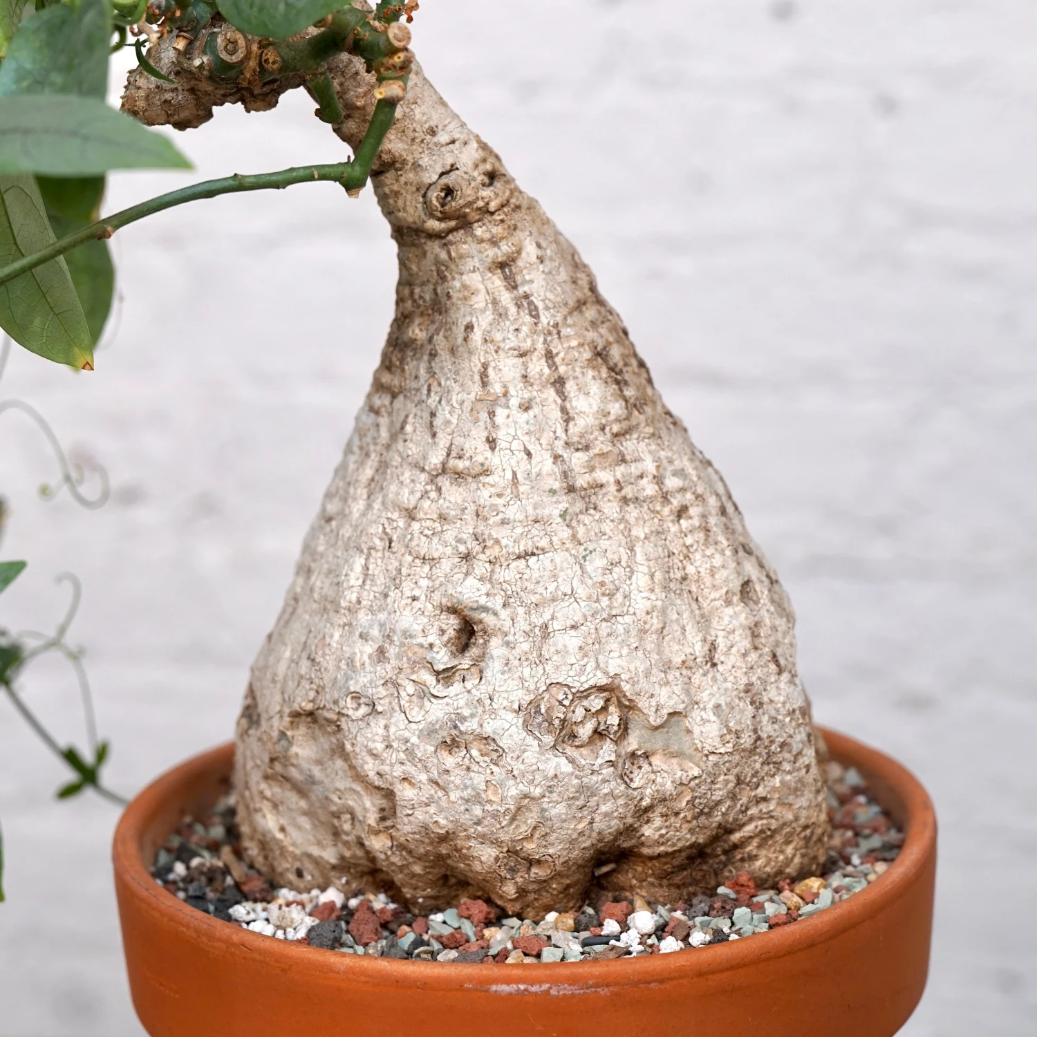 Adenia Viridiflora 6 Adenia Viridiflora - Image 6