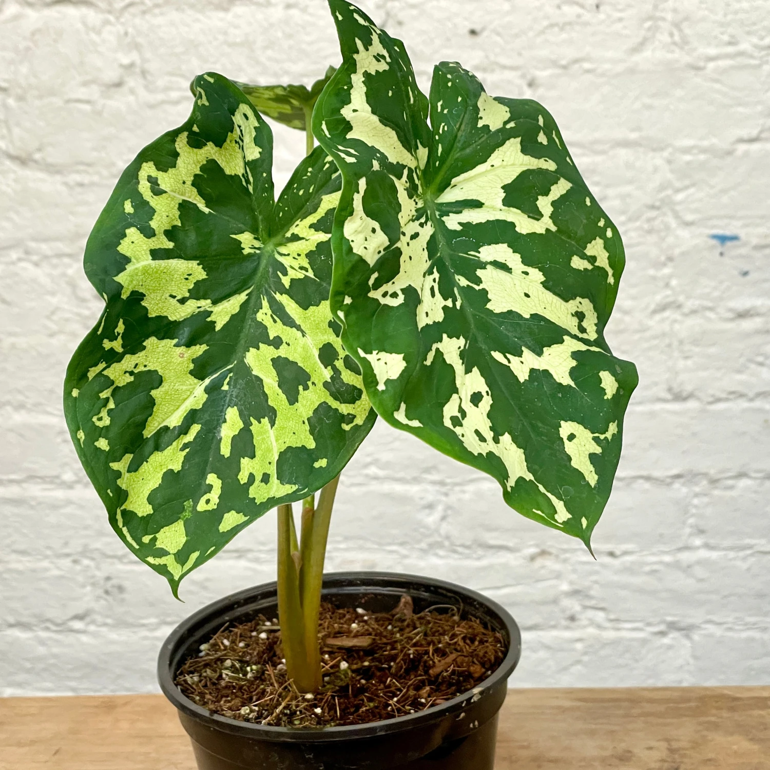 Alocasia Hilo Beauty5" Succulent Easton Pot And Saucer Shipping And Handling Gravel / Soil Soil Scoop Plant Label 1 Alocasia Hilo Beauty5" Succulent Easton Pot And Saucer Shipping And Handling Gravel / Soil Soil Scoop Plant Label