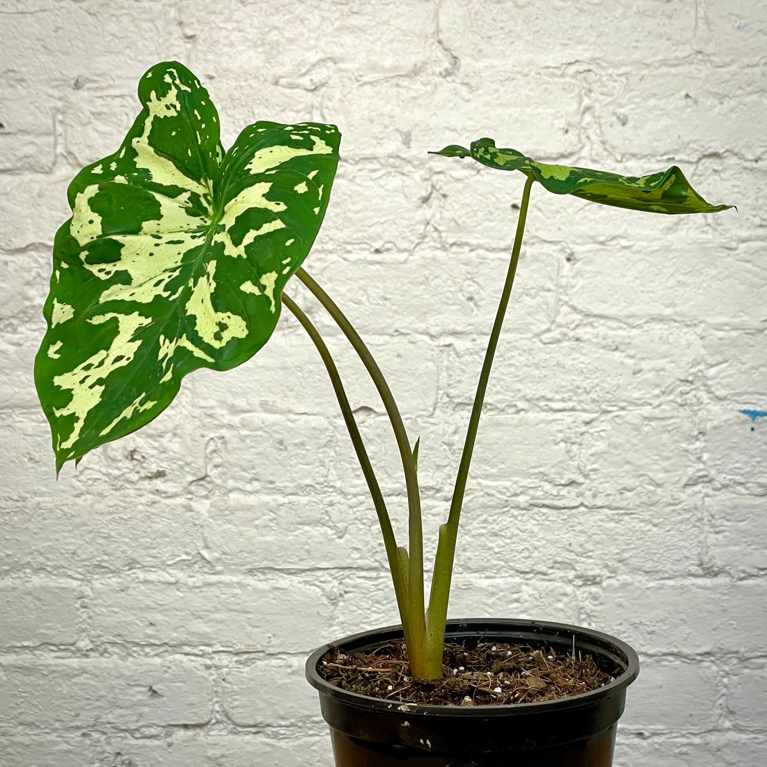 Alocasia Hilo Beauty5" Succulent Easton Pot And Saucer Shipping And Handling Gravel / Soil Soil Scoop Plant Label 2 Alocasia Hilo Beauty5" Succulent Easton Pot And Saucer Shipping And Handling Gravel / Soil Soil Scoop Plant Label - Image 2