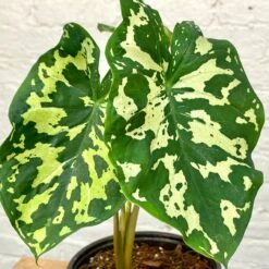 Alocasia Hilo Beauty5" Succulent Easton Pot And Saucer Shipping And Handling Gravel / Soil Soil Scoop Plant Label 6 Alocasia Hilo Beauty5" Succulent Easton Pot And Saucer Shipping And Handling Gravel / Soil Soil Scoop Plant Label -Cloud-Hidden Plants s753278155256112669 p1287 i3 w3024