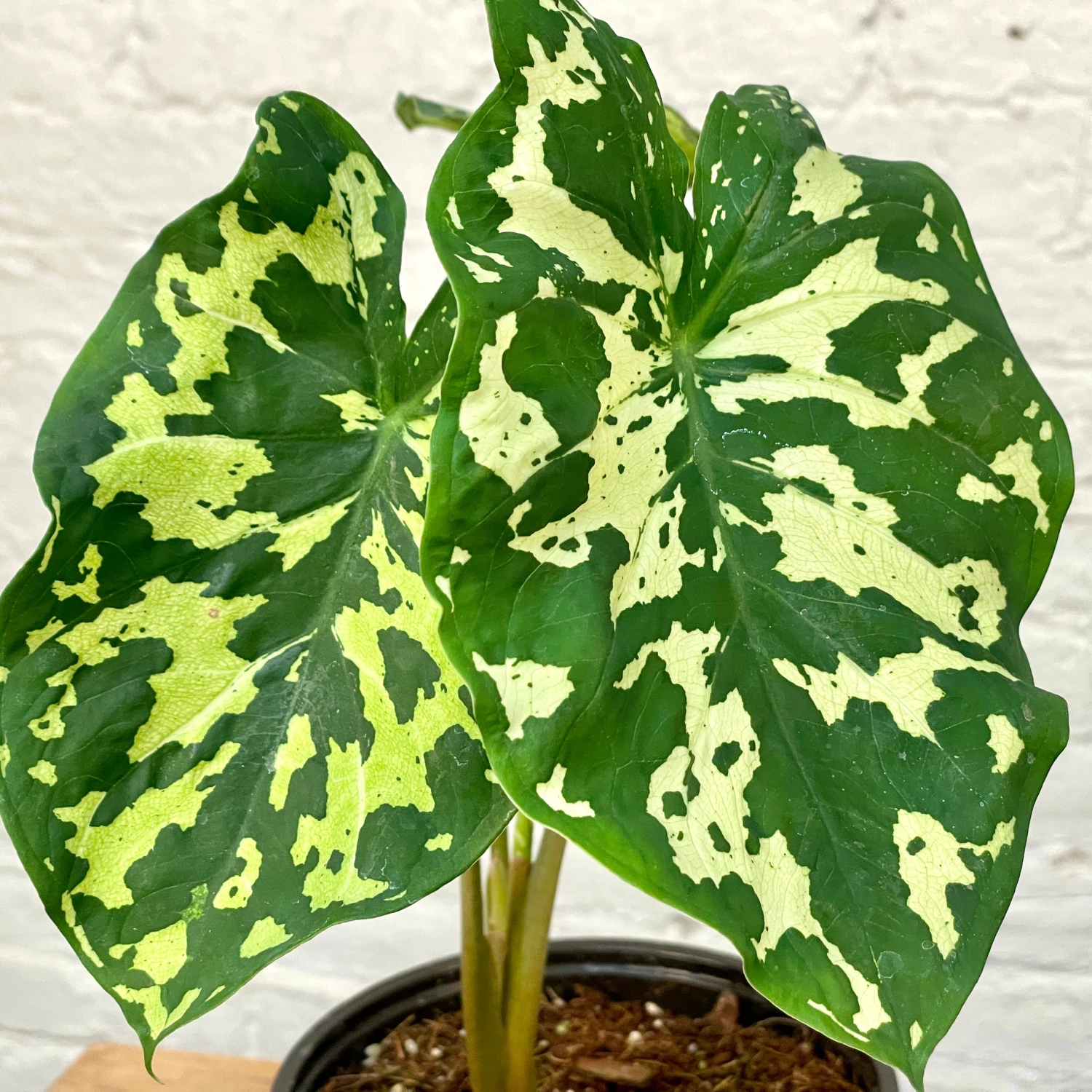 Alocasia Hilo Beauty5" Succulent Easton Pot And Saucer Shipping And Handling Gravel / Soil Soil Scoop Plant Label 3 Alocasia Hilo Beauty5" Succulent Easton Pot And Saucer Shipping And Handling Gravel / Soil Soil Scoop Plant Label - Image 3