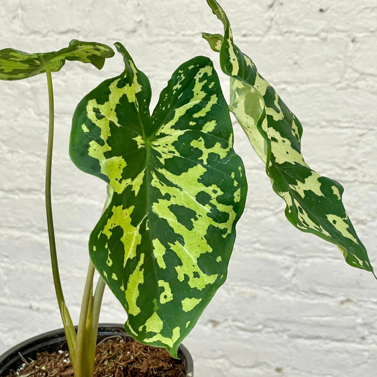 Alocasia Hilo Beauty5" Succulent Easton Pot And Saucer Shipping And Handling Gravel / Soil Soil Scoop Plant Label 4 Alocasia Hilo Beauty5" Succulent Easton Pot And Saucer Shipping And Handling Gravel / Soil Soil Scoop Plant Label - Image 4