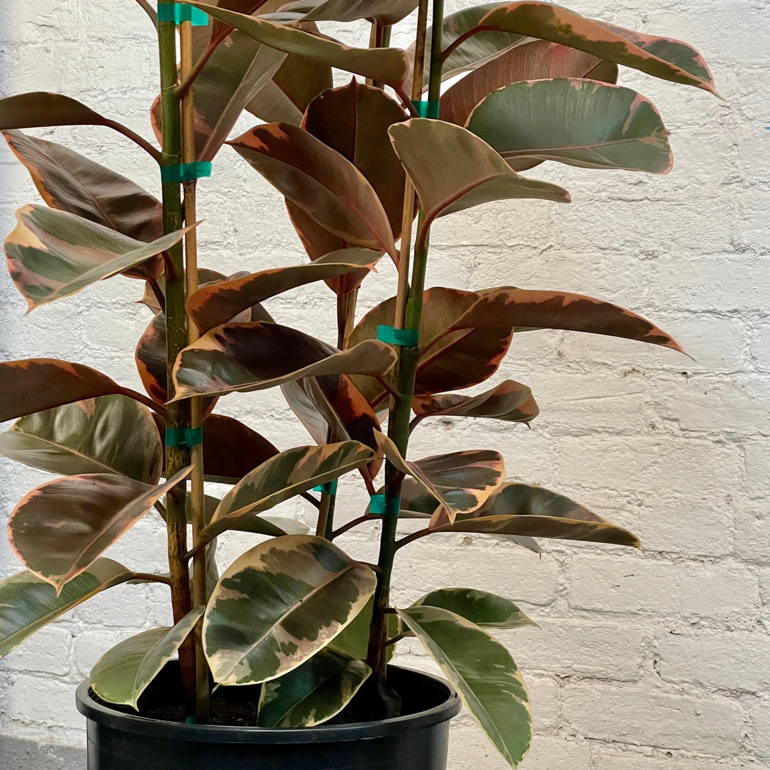 LARGE Rubber Plant - Ficus Elastica Decora Ruby