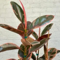 Cloud-Hidden Plants 10 Cloud-Hidden Plants -Cloud-Hidden Plants s753278155256112669 p1289 i2 w3024