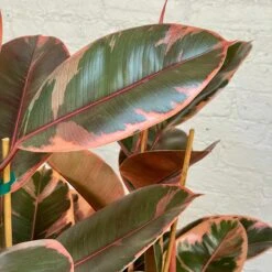 LARGE Rubber Plant - Ficus Elastica Decora Ruby 6 LARGE Rubber Plant - Ficus Elastica Decora Ruby -Cloud-Hidden Plants s753278155256112669 p1289 i3 w3024