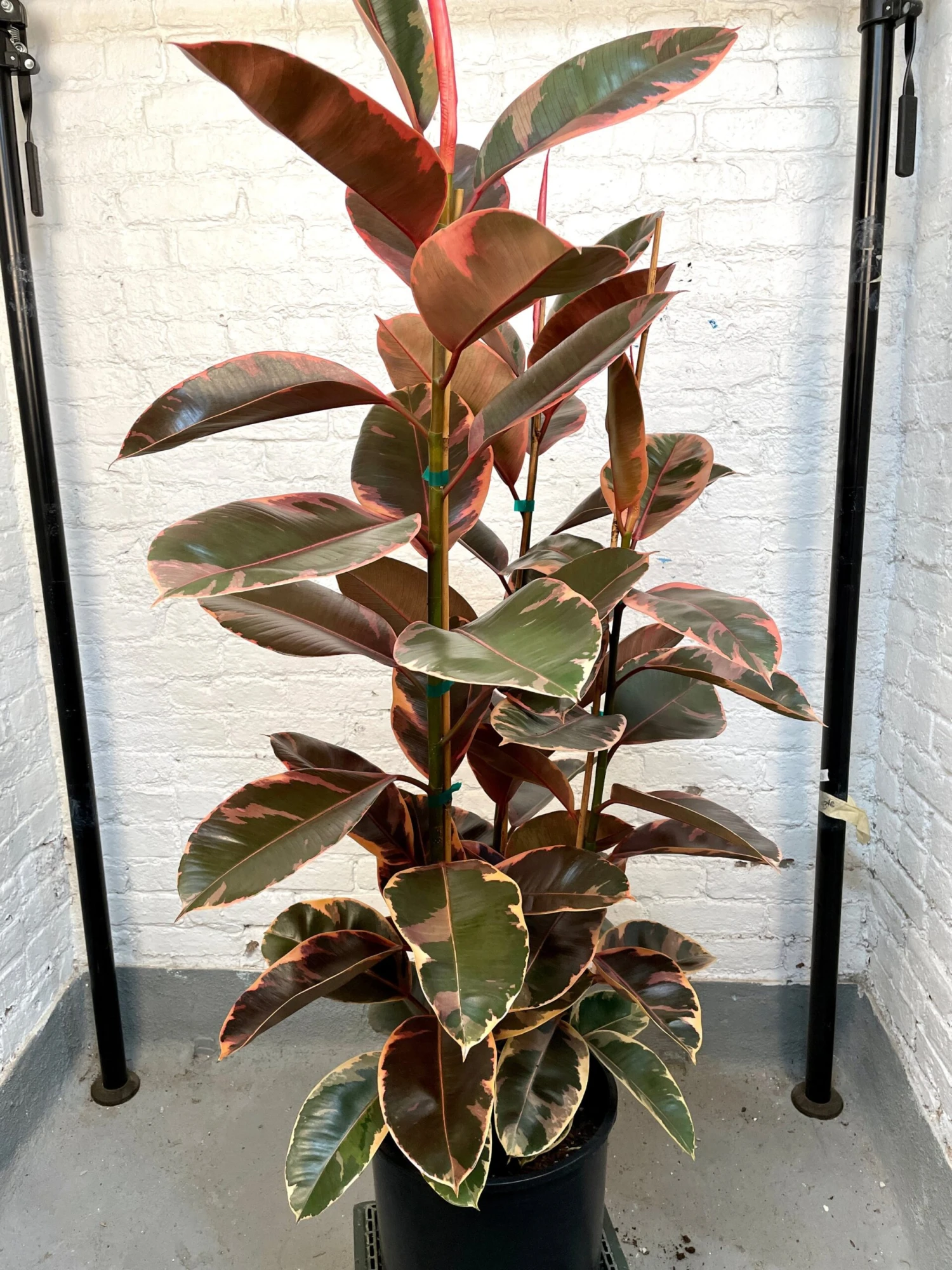 LARGE Rubber Plant - Ficus Elastica Decora Ruby 4 LARGE Rubber Plant - Ficus Elastica Decora Ruby - Image 4