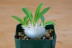 Pachypodium Brevicaule