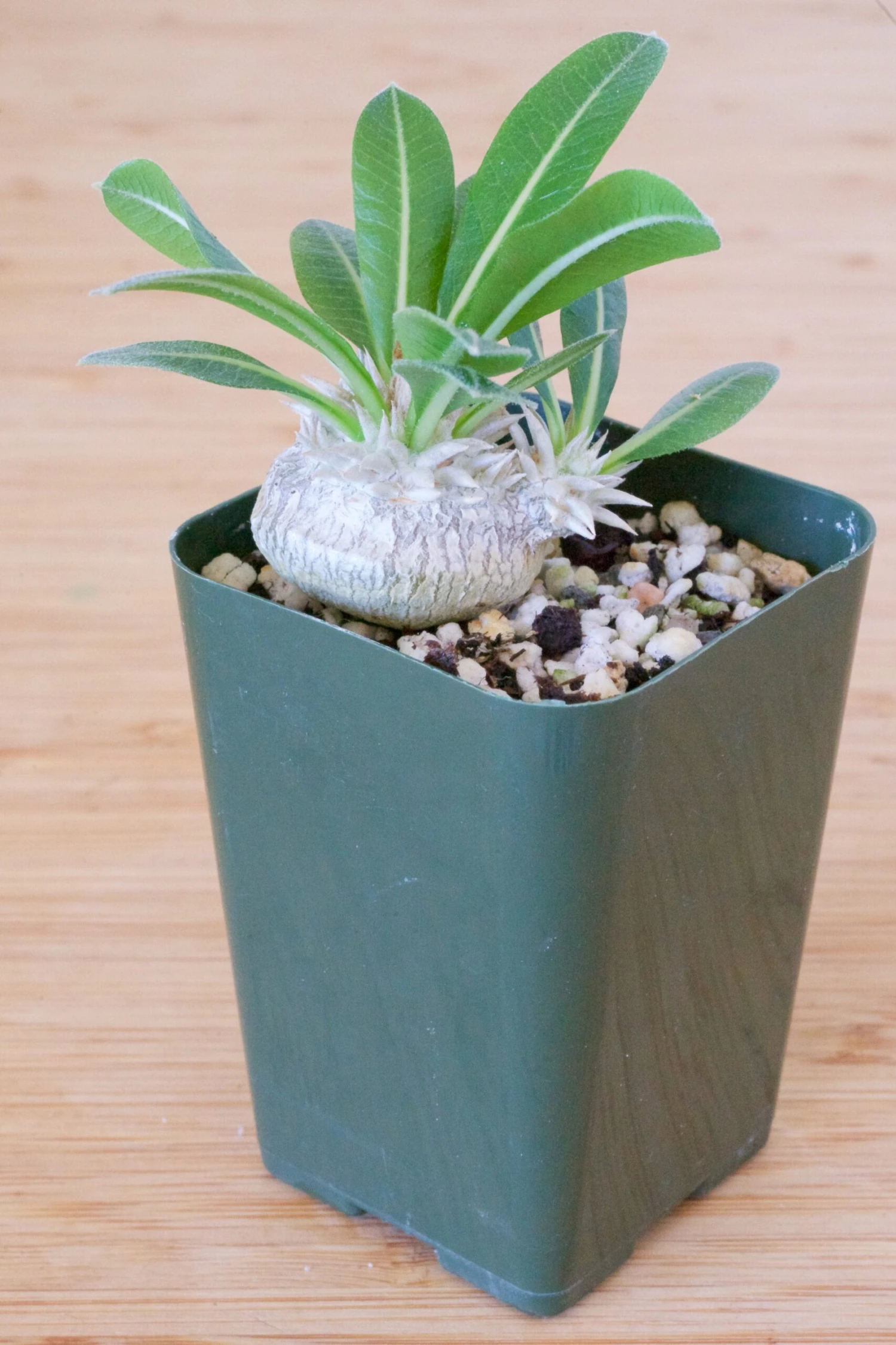 Pachypodium Brevicaule 3 Pachypodium Brevicaule - Image 3