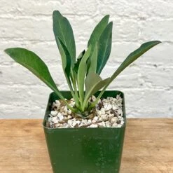 Euphorbia Bupleurifolia