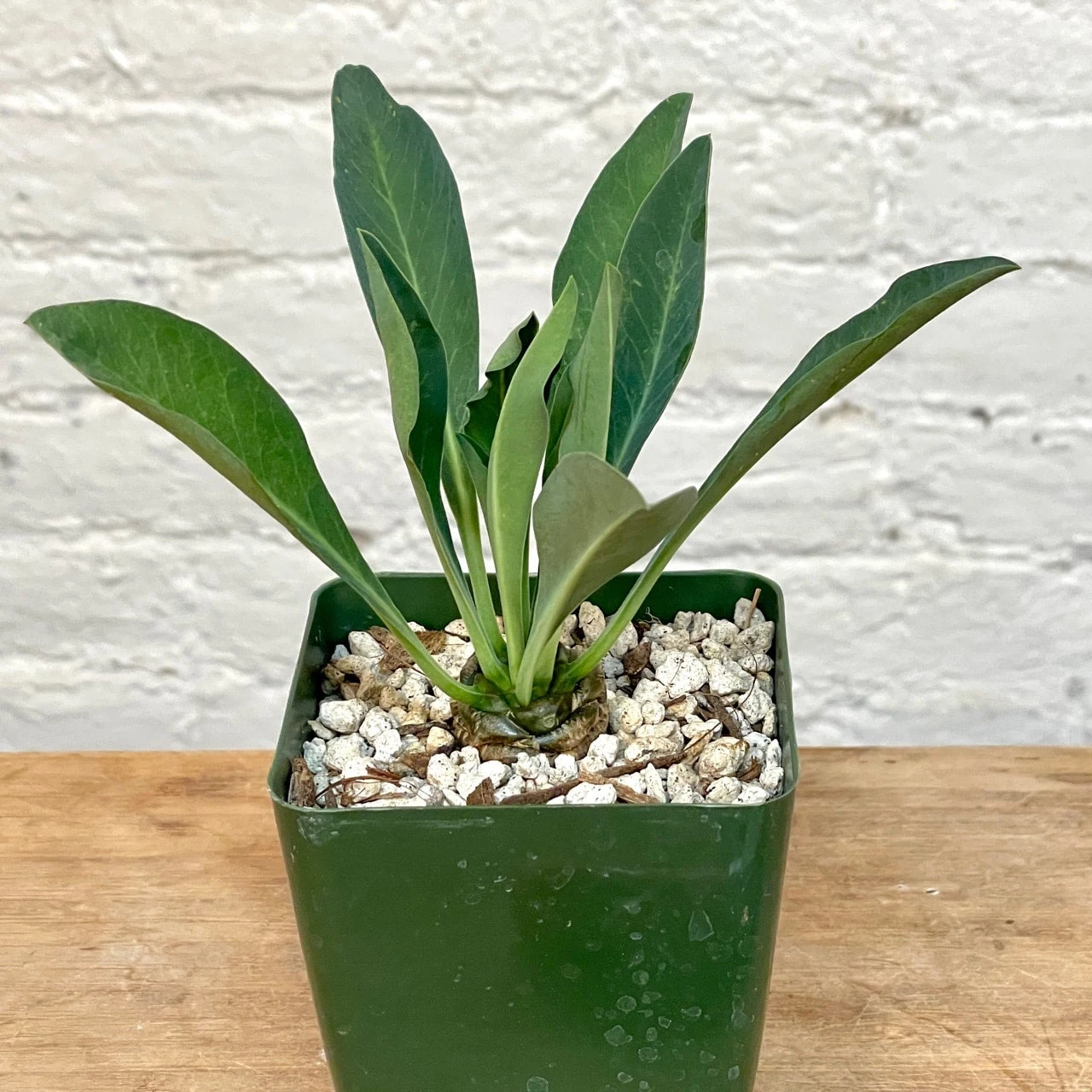 Euphorbia Bupleurifolia 1 Euphorbia Bupleurifolia