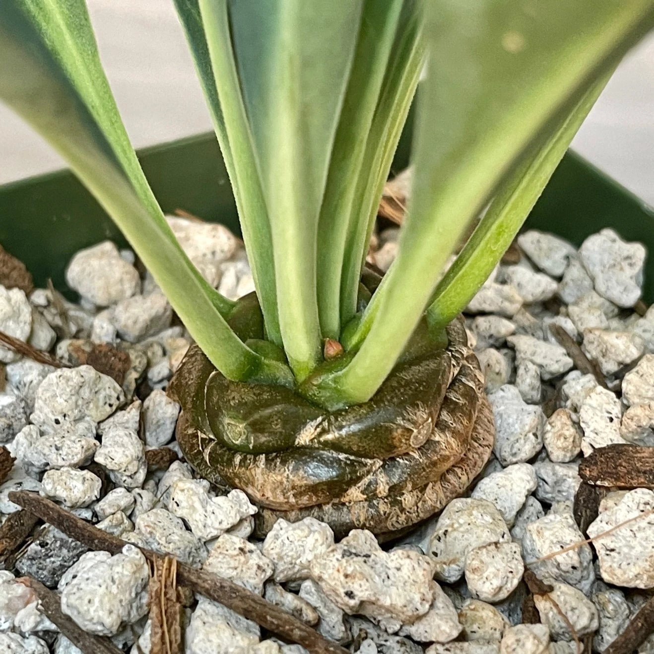Euphorbia Bupleurifolia 2 Euphorbia Bupleurifolia - Image 2