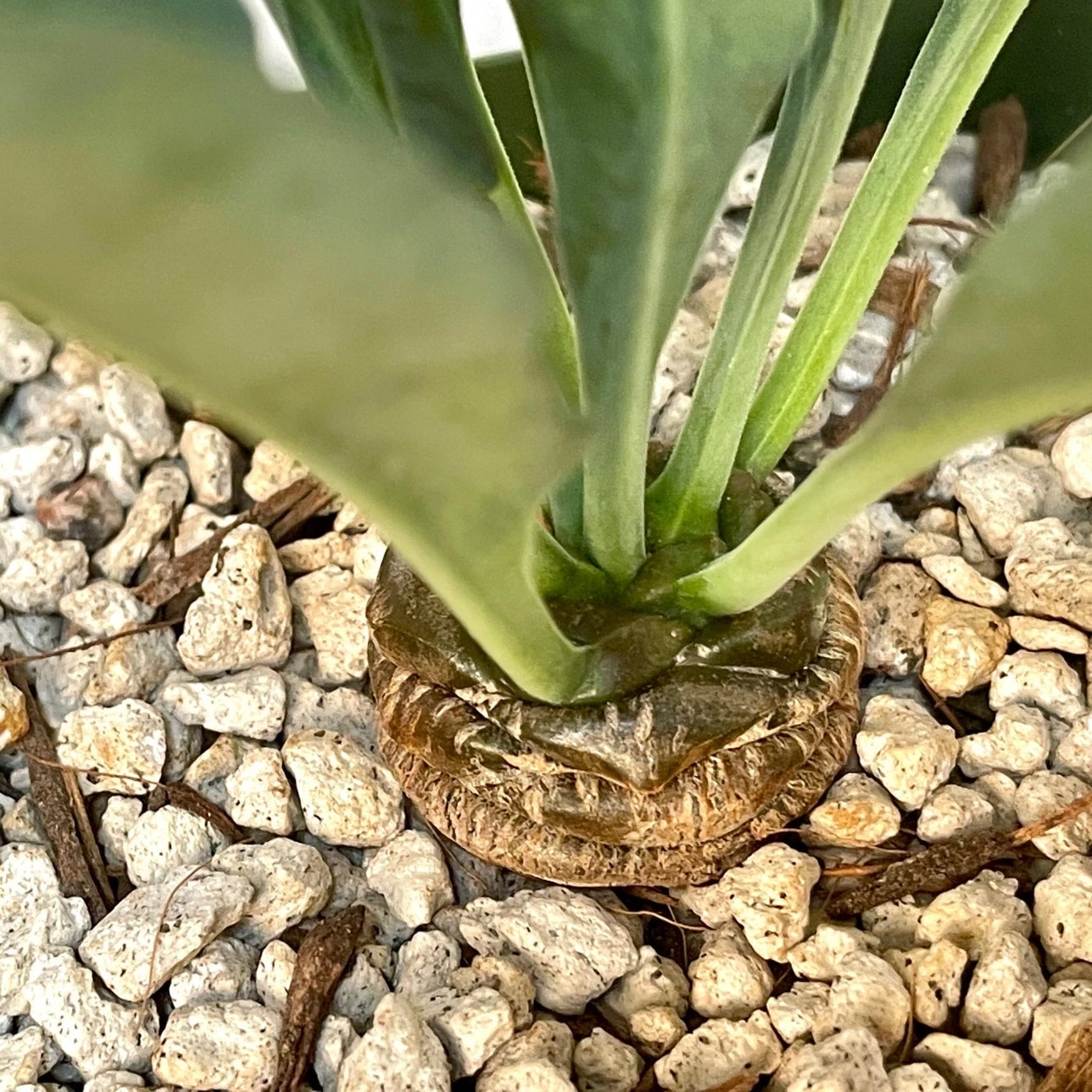Euphorbia Bupleurifolia 3 Euphorbia Bupleurifolia - Image 3