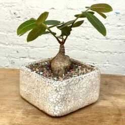 Phyllanthus Mirabilis Wide Caudex Specimen 10 Phyllanthus Mirabilis Wide Caudex Specimen -Cloud-Hidden Plants s753278155256112669 p1313 i10 w3024