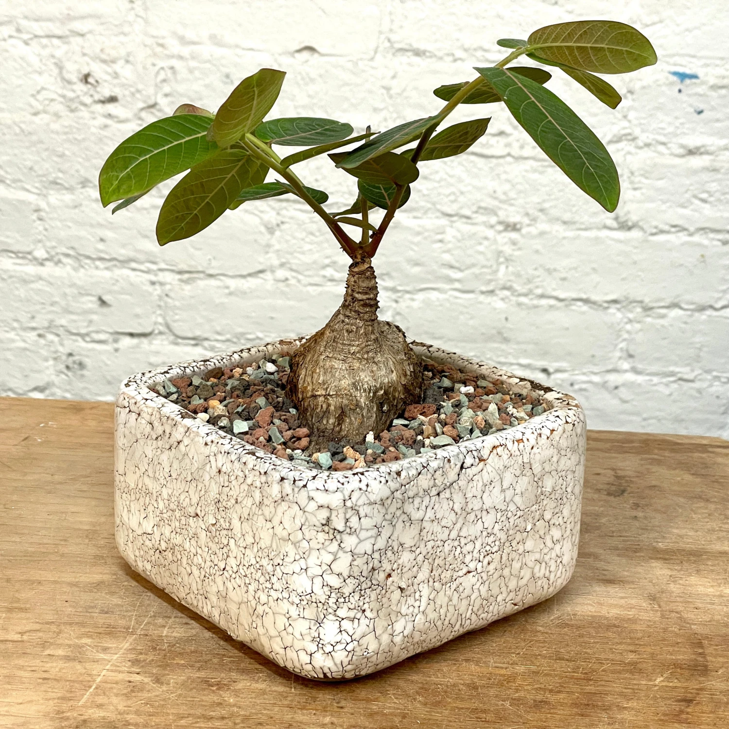 Phyllanthus Mirabilis Wide Caudex Specimen 4 Phyllanthus Mirabilis Wide Caudex Specimen - Image 4