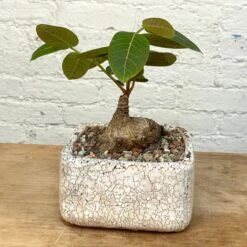 Phyllanthus Mirabilis Wide Caudex Specimen