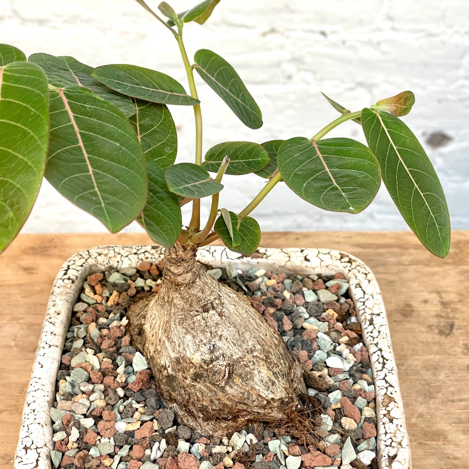 Phyllanthus Mirabilis Wide Caudex Specimen 5 Phyllanthus Mirabilis Wide Caudex Specimen - Image 5