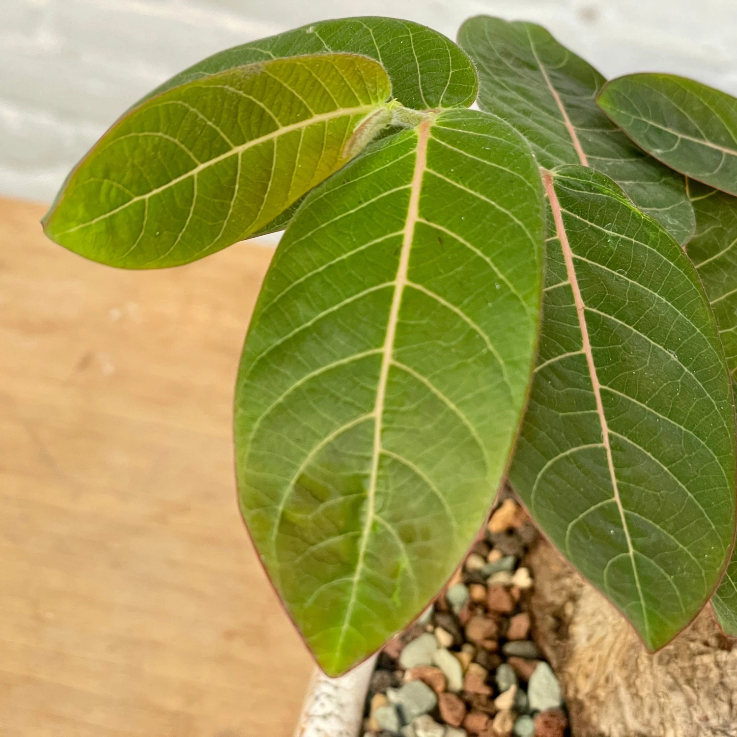 Phyllanthus Mirabilis Wide Caudex Specimen 6 Phyllanthus Mirabilis Wide Caudex Specimen - Image 6