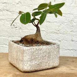 Phyllanthus Mirabilis Wide Caudex Specimen 13 Phyllanthus Mirabilis Wide Caudex Specimen -Cloud-Hidden Plants s753278155256112669 p1313 i14 w3024