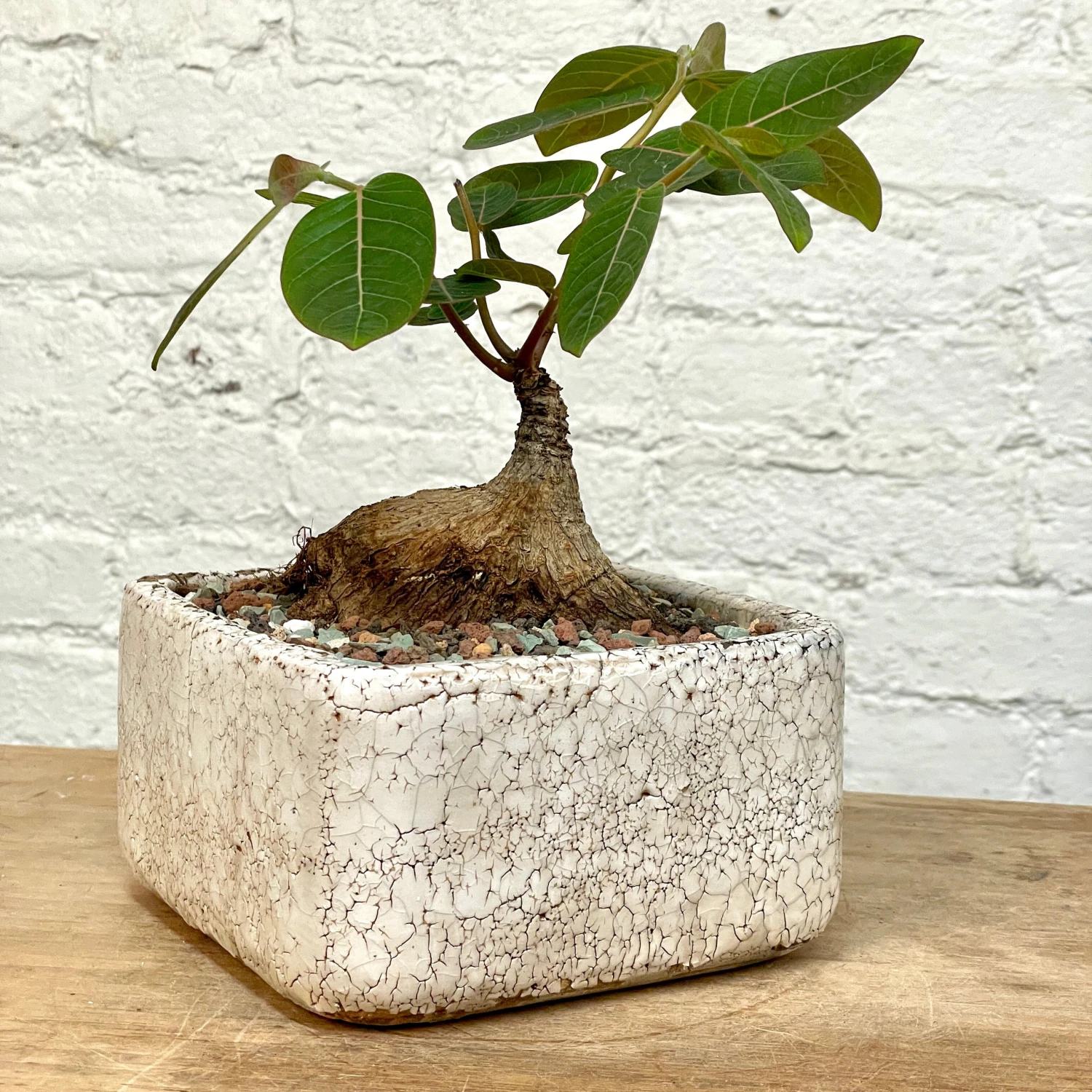 Phyllanthus Mirabilis Wide Caudex Specimen 7 Phyllanthus Mirabilis Wide Caudex Specimen - Image 7