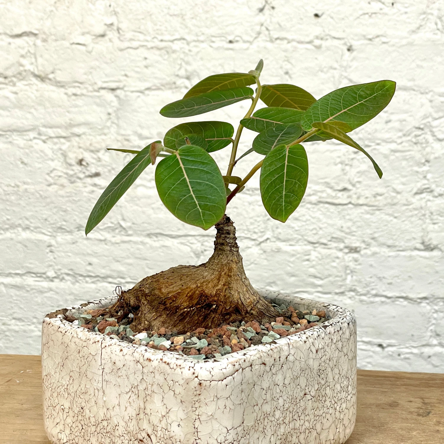 Phyllanthus Mirabilis Wide Caudex Specimen 2 Phyllanthus Mirabilis Wide Caudex Specimen - Image 2