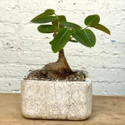 Phyllanthus Mirabilis Wide Caudex Specimen 9 Phyllanthus Mirabilis Wide Caudex Specimen -Cloud-Hidden Plants s753278155256112669 p1313 i9 w3024