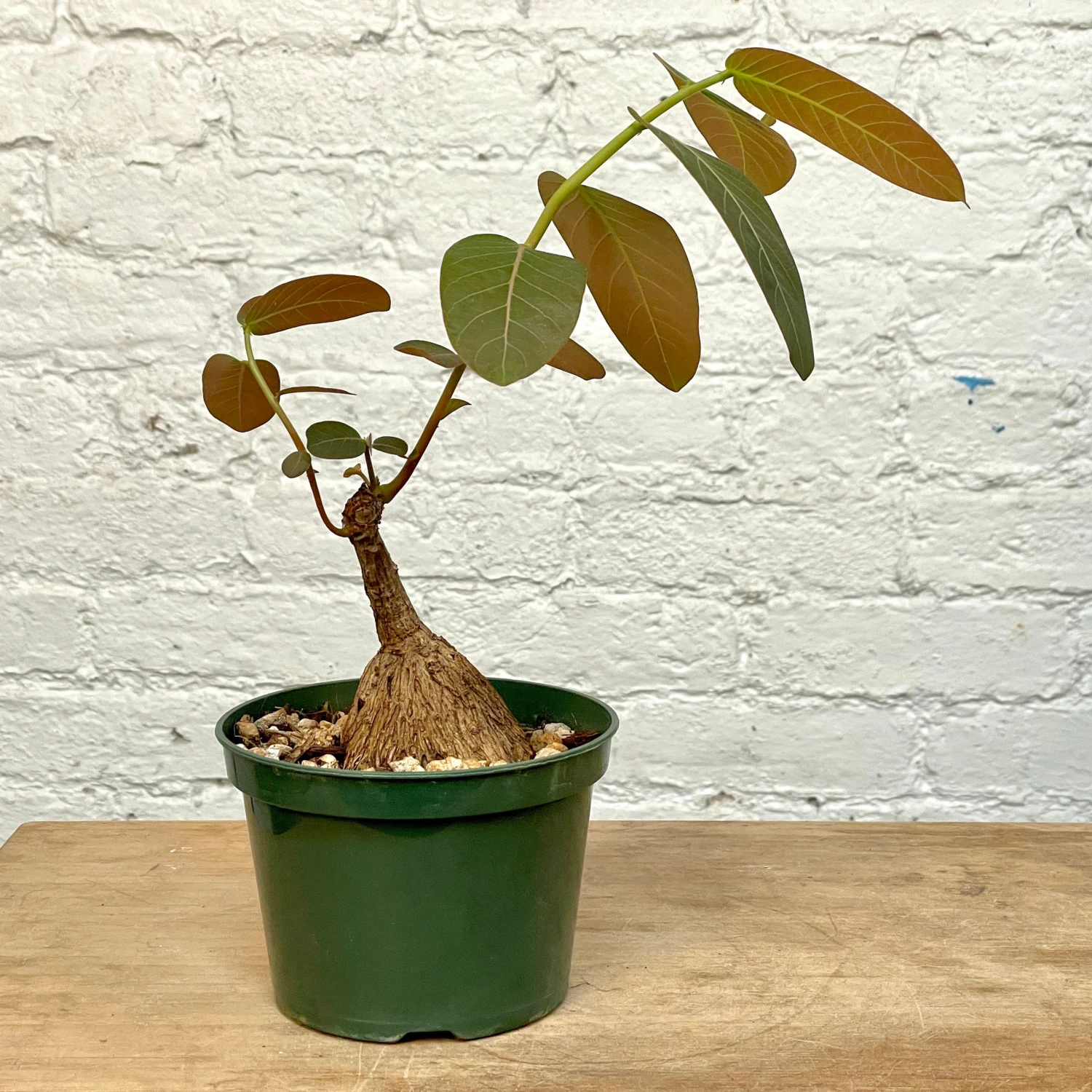 Phyllanthus Mirabilis 5 Inch Pot 1 Phyllanthus Mirabilis 5 Inch Pot