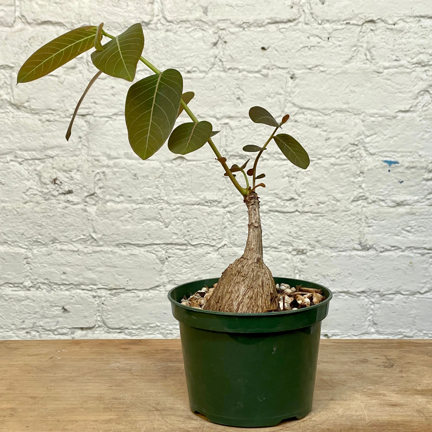 Phyllanthus Mirabilis 5 Inch Pot 2 Phyllanthus Mirabilis 5 Inch Pot - Image 2