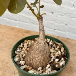 Phyllanthus Mirabilis 5 Inch Pot 7 Phyllanthus Mirabilis 5 Inch Pot -Cloud-Hidden Plants s753278155256112669 p1314 i17 w3024