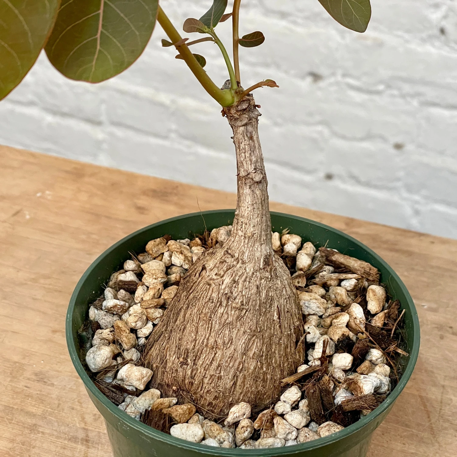 Phyllanthus Mirabilis 5 Inch Pot 3 Phyllanthus Mirabilis 5 Inch Pot - Image 3