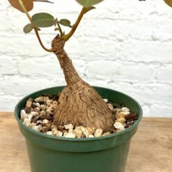 Phyllanthus Mirabilis 5 Inch Pot 8 Phyllanthus Mirabilis 5 Inch Pot -Cloud-Hidden Plants s753278155256112669 p1314 i18 w3024