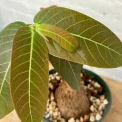 Phyllanthus Mirabilis 5 Inch Pot 9 Phyllanthus Mirabilis 5 Inch Pot -Cloud-Hidden Plants s753278155256112669 p1314 i19 w3024