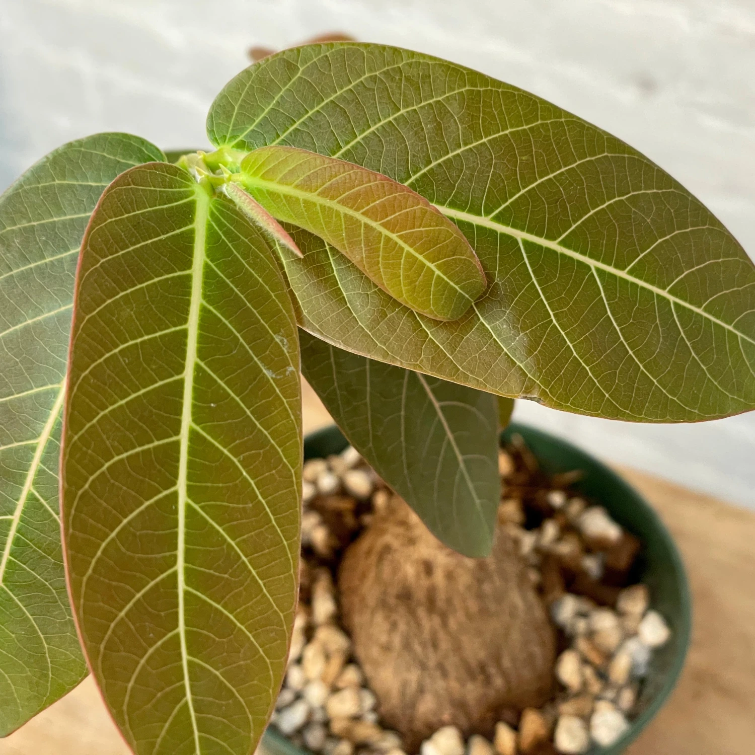 Phyllanthus Mirabilis 5 Inch Pot 5 Phyllanthus Mirabilis 5 Inch Pot - Image 5