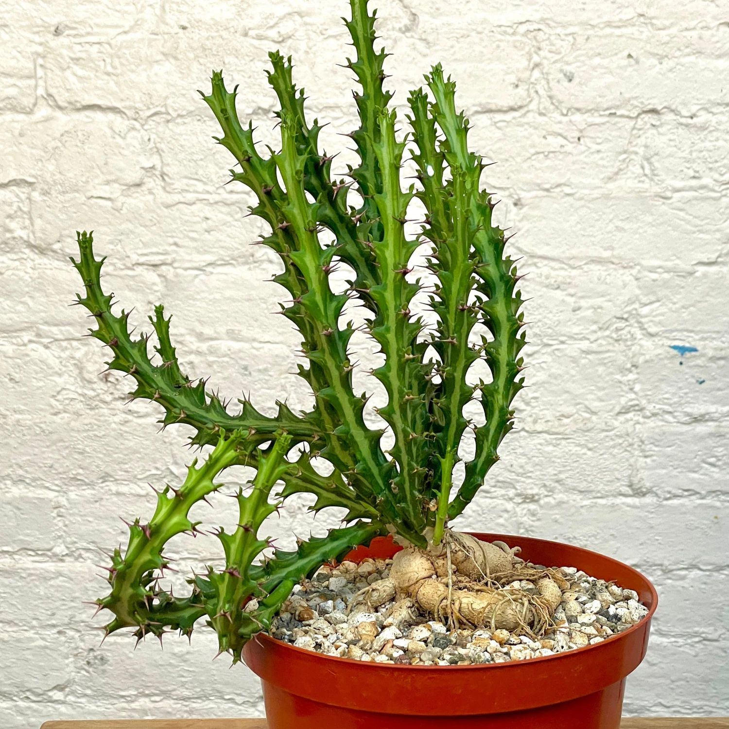 Euphorbia Knuthii - 8 Inch Pots 1 Euphorbia Knuthii - 8 Inch Pots