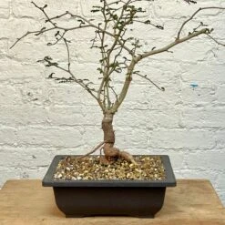 Cloud-Hidden Plants 33 Cloud-Hidden Plants -Cloud-Hidden Plants s753278155256112669 p1326 i1 w2639