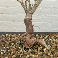 Operculicarya Decaryi Bonsai -Cloud-Hidden Plants s753278155256112669 p1326 i2 w2956