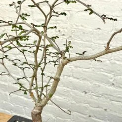 Operculicarya Decaryi Bonsai -Cloud-Hidden Plants s753278155256112669 p1326 i3 w3024