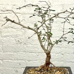 Operculicarya Decaryi Bonsai -Cloud-Hidden Plants s753278155256112669 p1326 i4 w2551