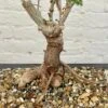 Operculicarya Decaryi Bonsai