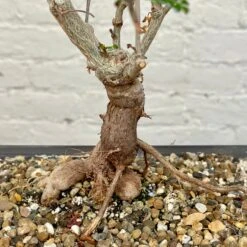 Operculicarya Decaryi Bonsai