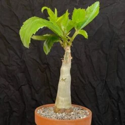 Cyphostemma Juttae Specimen - 8 Inch Pot Tall
