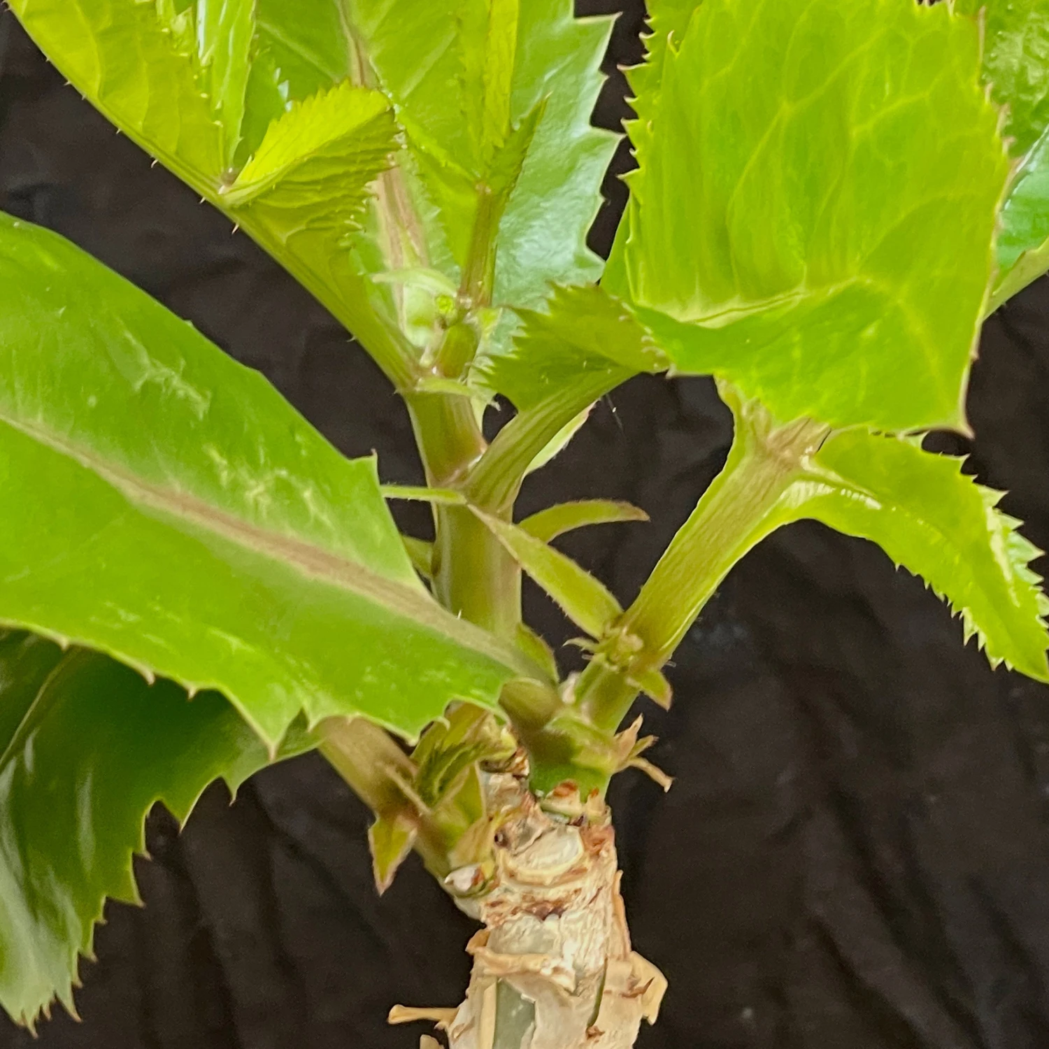 Cyphostemma Juttae Specimen - 8 Inch Pot Tall 2 Cyphostemma Juttae Specimen - 8 Inch Pot Tall - Image 2