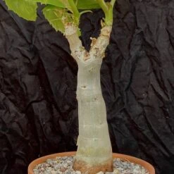 Cyphostemma Juttae Specimen - 8 Inch Pot Tall 6 Cyphostemma Juttae Specimen - 8 Inch Pot Tall -Cloud-Hidden Plants s753278155256112669 p1329 i15 w3024