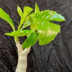 Cyphostemma Juttae Specimen - 8 Inch Pot Tall 7 Cyphostemma Juttae Specimen - 8 Inch Pot Tall -Cloud-Hidden Plants s753278155256112669 p1329 i16 w3024