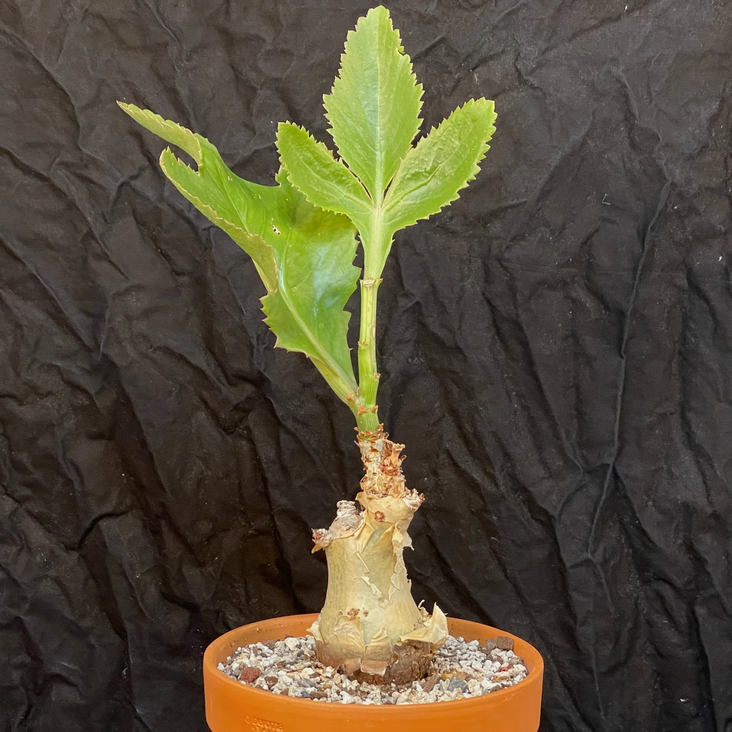 Cyphostemma Juttae Specimen - 8 Inch Pot Squat Trunk 1 Cyphostemma Juttae Specimen - 8 Inch Pot Squat Trunk