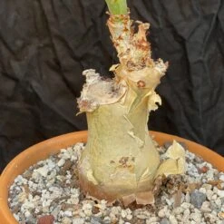 Cyphostemma Juttae Specimen - 8 Inch Pot Squat Trunk 7 Cyphostemma Juttae Specimen - 8 Inch Pot Squat Trunk -Cloud-Hidden Plants s753278155256112669 p1330 i18 w3024