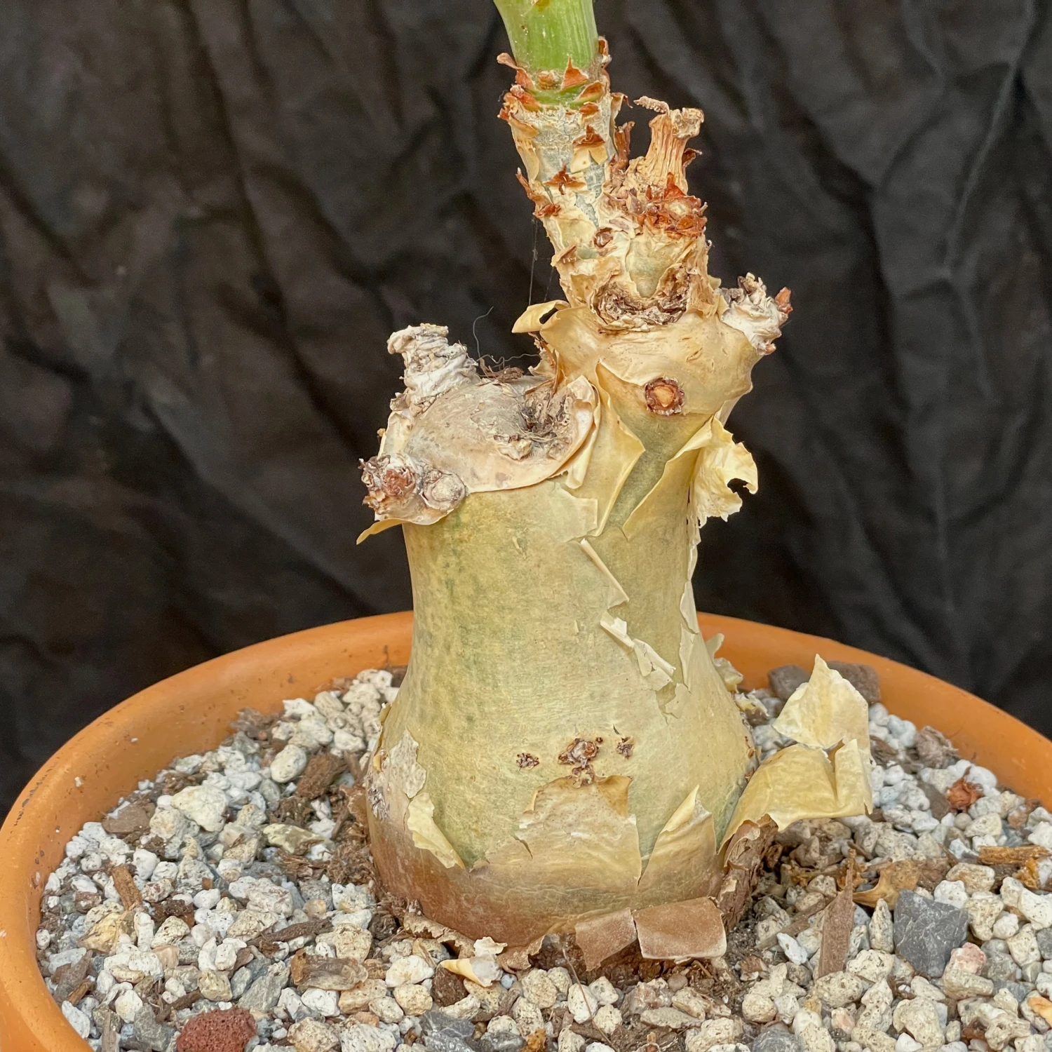 Cyphostemma Juttae Specimen - 8 Inch Pot Squat Trunk 4 Cyphostemma Juttae Specimen - 8 Inch Pot Squat Trunk - Image 4