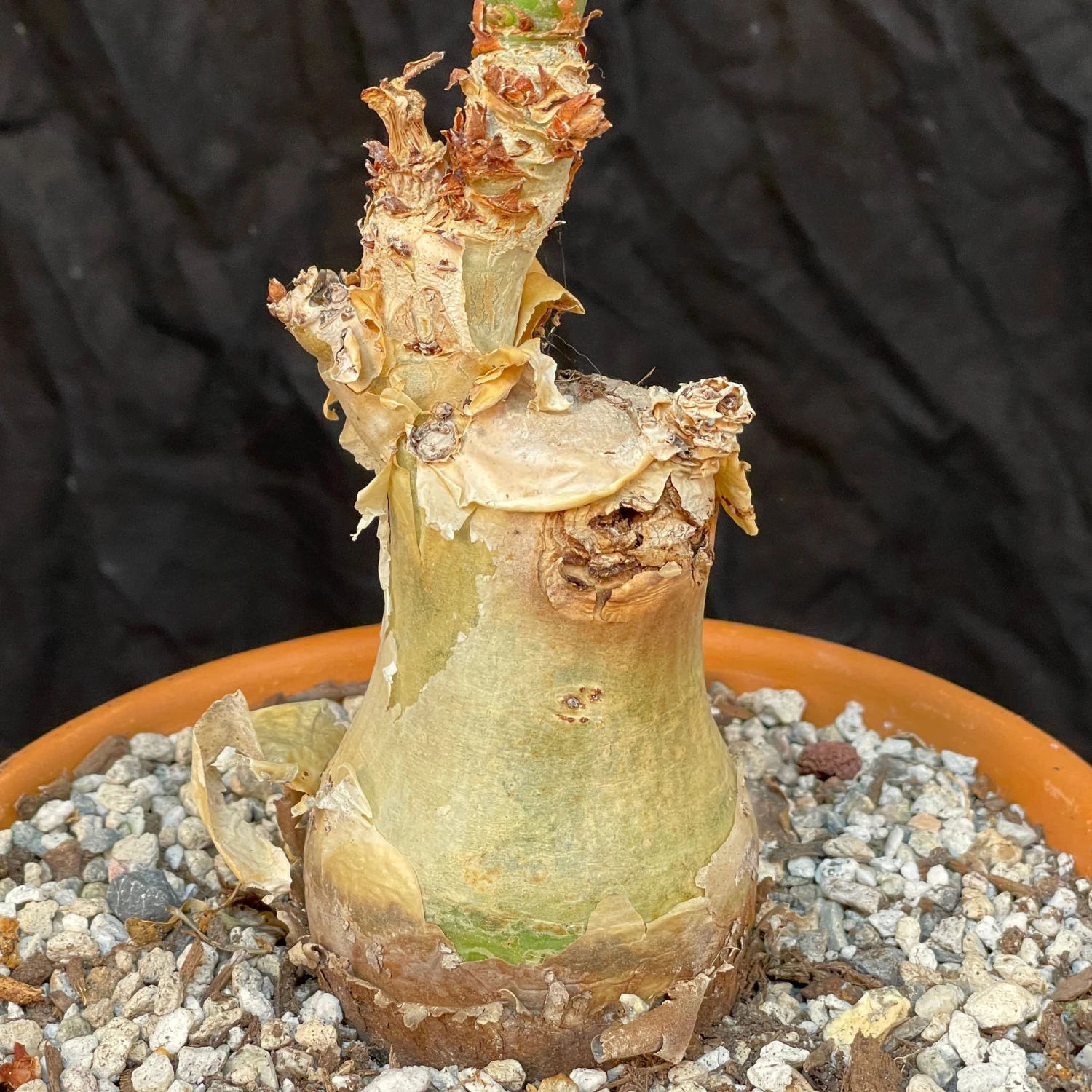 Cyphostemma Juttae Specimen - 8 Inch Pot Squat Trunk 2 Cyphostemma Juttae Specimen - 8 Inch Pot Squat Trunk - Image 2