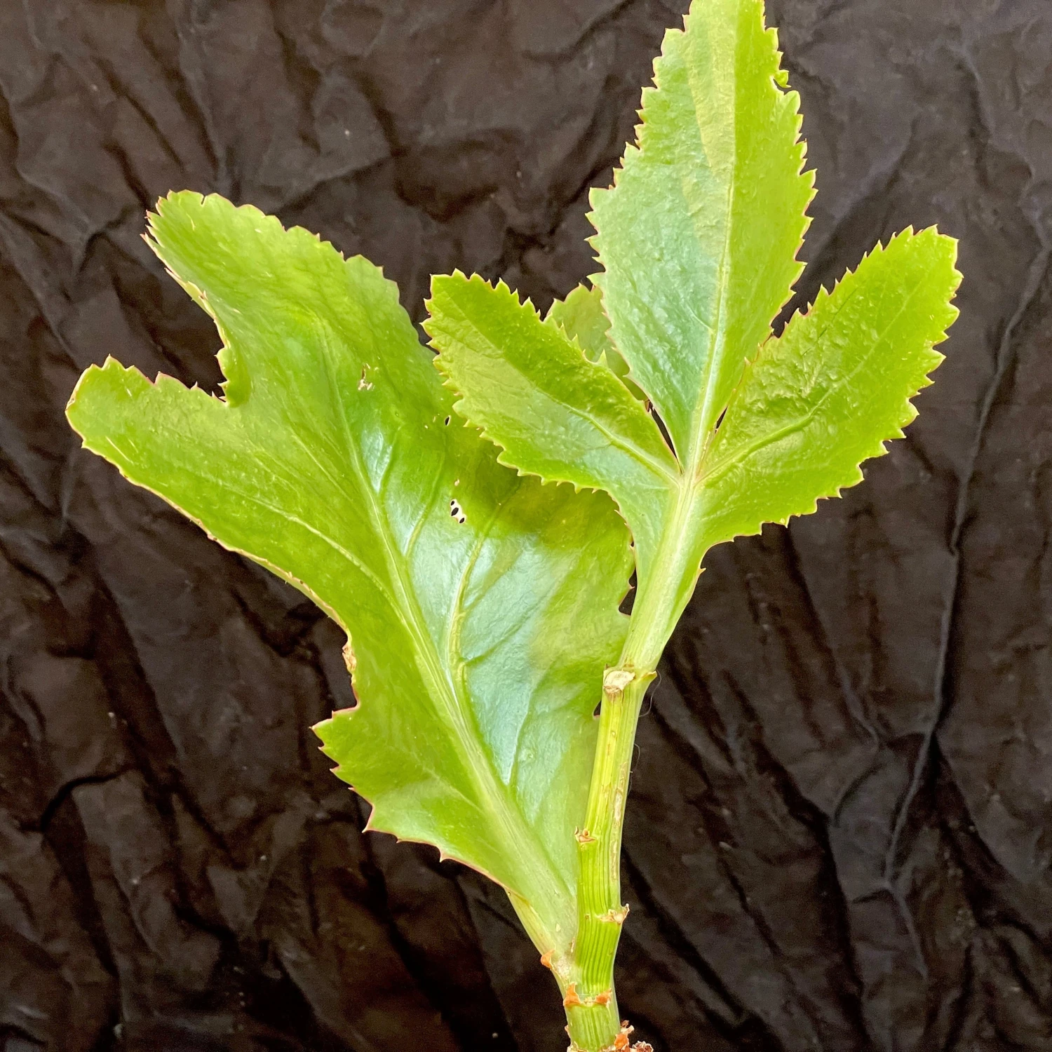 Cyphostemma Juttae Specimen - 8 Inch Pot Squat Trunk 3 Cyphostemma Juttae Specimen - 8 Inch Pot Squat Trunk - Image 3