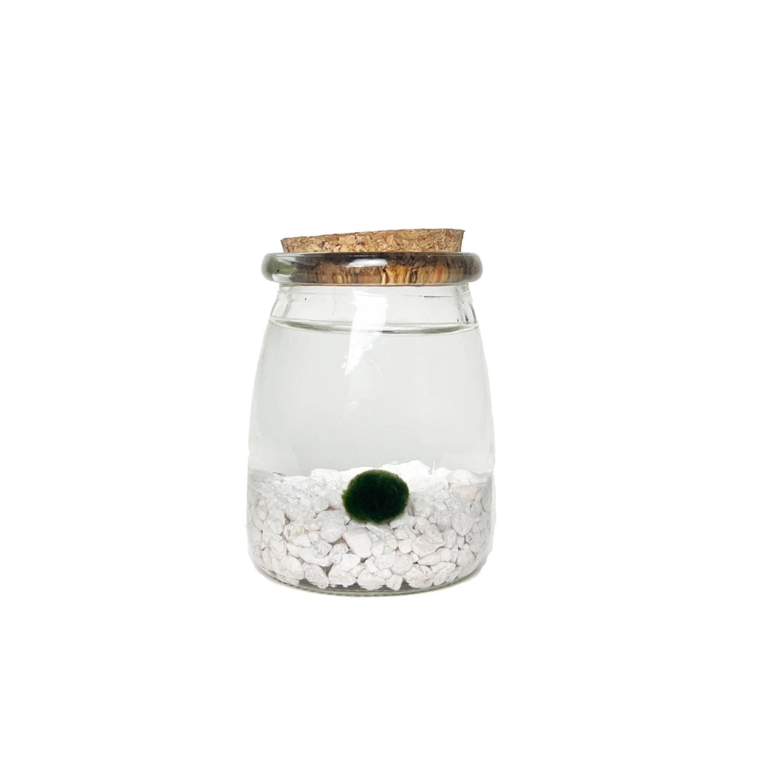 Moss Amigos - Classic Chico Marimo 1 Moss Amigos - Classic Chico Marimo